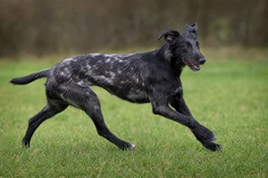 Lurcher — running