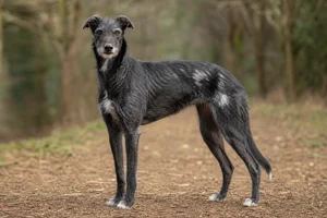 Lurcher — adult