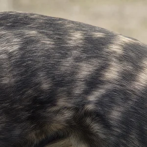 Lurcher — coat texture