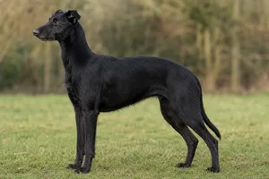 Lurcher — Black coat
