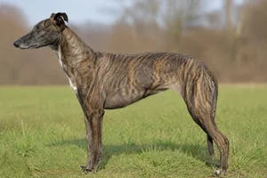 Lurcher — Brindle coat