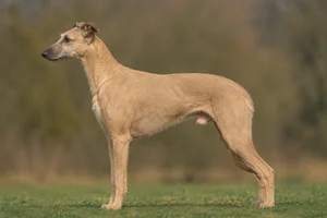 Lurcher — Fawn coat
