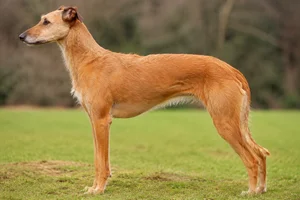 Lurcher — Red coat