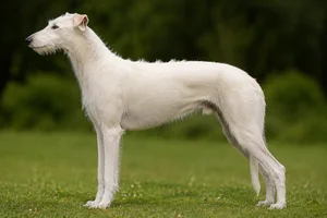 Lurcher — White coat
