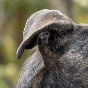 Lurcher — ears