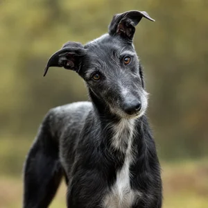 Lurcher — alert