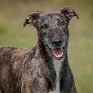 Lurcher — happy