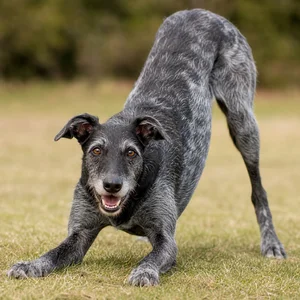 Lurcher — playful