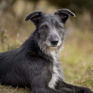 Lurcher — relaxed