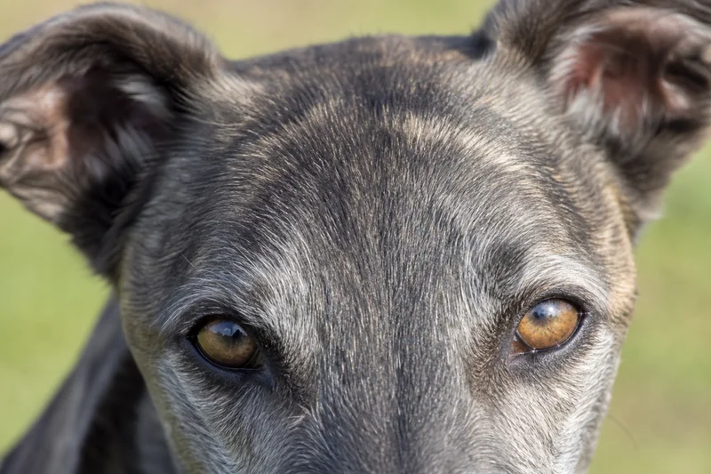 Lurcher — eyes