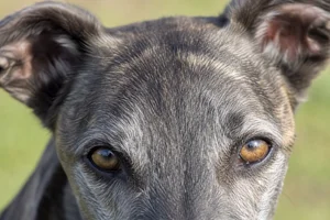 Lurcher — eyes