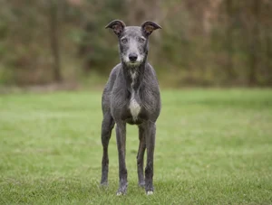Lurcher — front