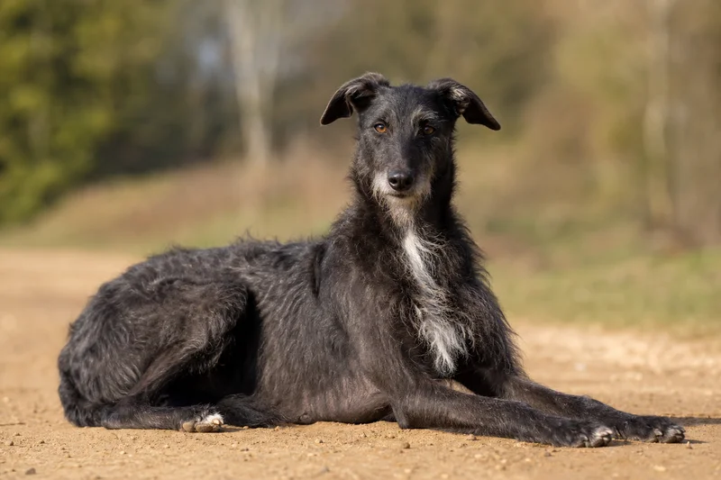 Lurcher — lying down