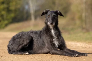 Lurcher — lying down