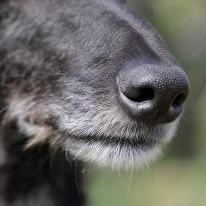 Lurcher — nose