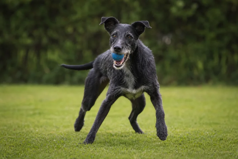 Lurcher — playing