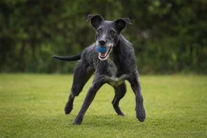 Lurcher — playing