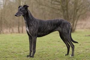 Lurcher dog