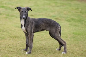 Lurcher — puppy (~4 mo)