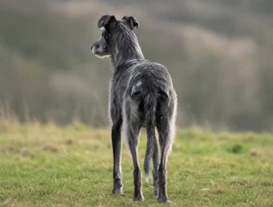 Lurcher — rear