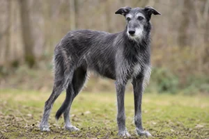 Lurcher — senior