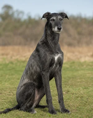 Lurcher — sitting