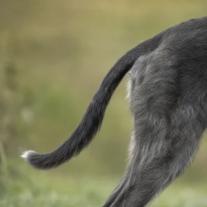 Lurcher — tail