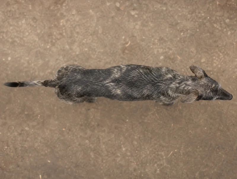 Lurcher — top