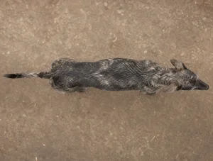 Lurcher — top
