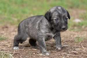 Lurcher — young puppy (~1 mo)