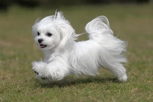 Maltese — running