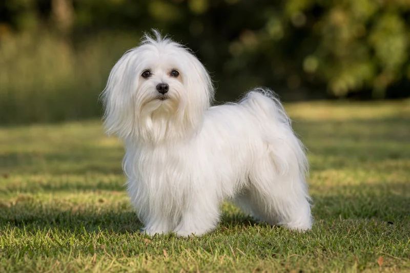 Maltese — adult
