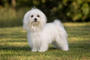 Maltese — adult