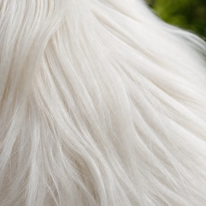 Maltese — coat texture