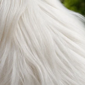 Maltese — coat texture
