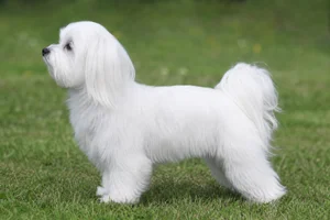 Maltese — White coat