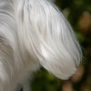 Maltese — ears