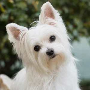Maltese — alert