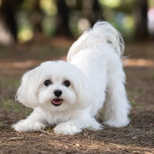 Maltese — playful