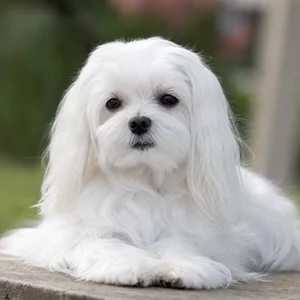 Maltese — relaxed