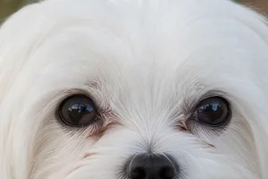 Maltese — eyes