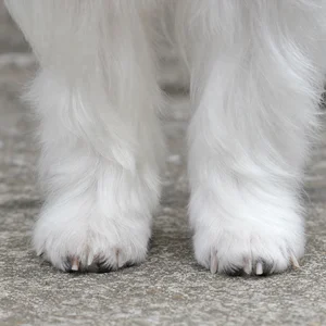 Maltese — paws