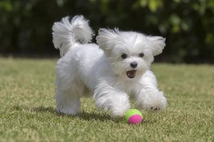 Maltese — playing