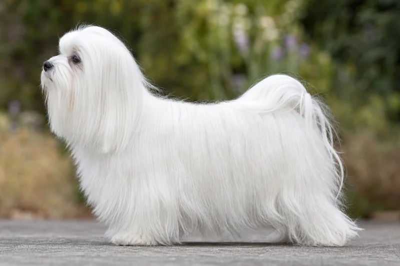 Maltese — side