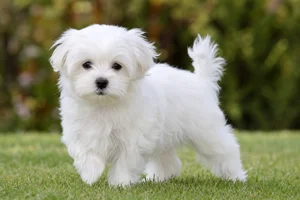 Maltese — puppy (~4 mo)