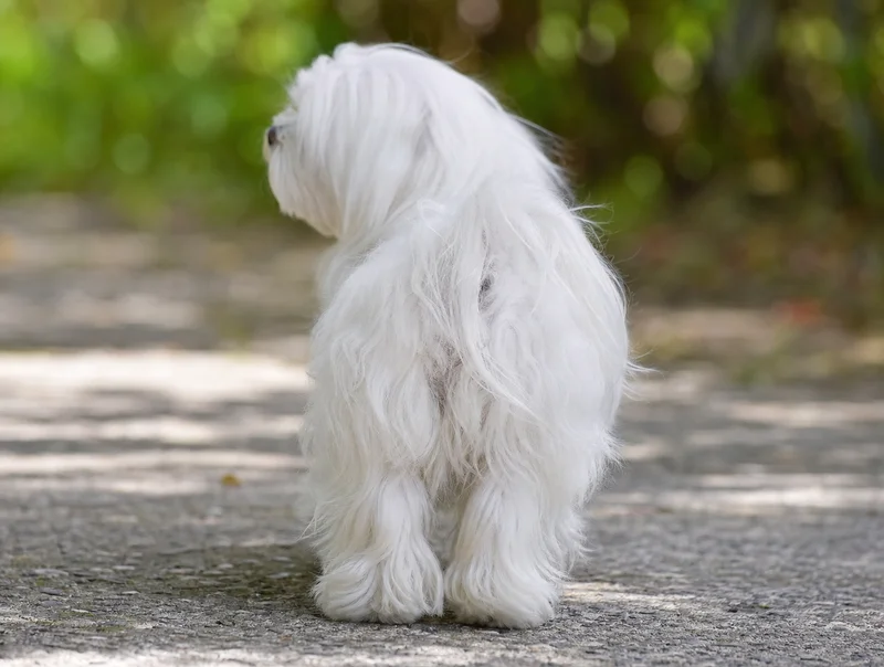 Maltese — rear