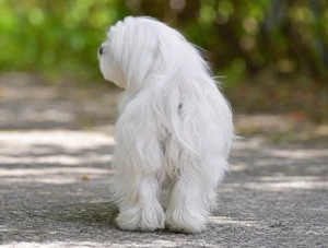 Maltese — rear
