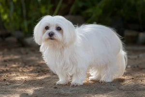 Maltese — senior
