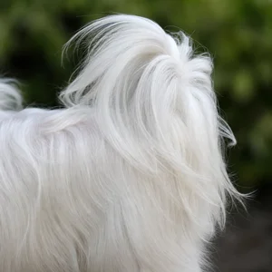 Maltese — tail