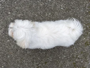 Maltese — top